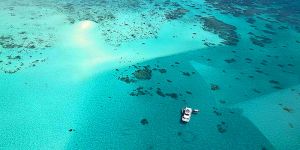 Ocean Free and Ocean Freedom - Cairns Premier Reef and Island Tours - Accommodation Sunshine Coast
