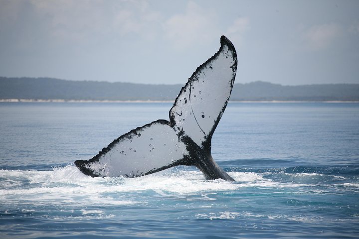 Hervey Bay Whale Watching Cruise - Accommodation Sunshine Coast